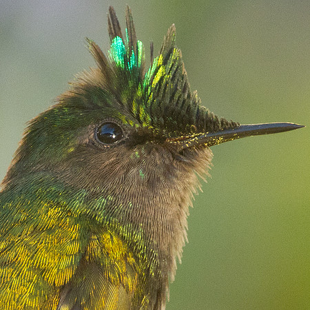 Antillean Crested Hummingbird (Orthorhyncus cristatus)