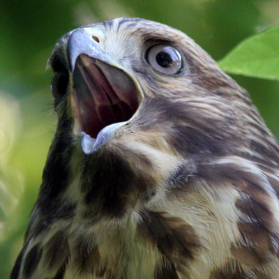 Broad-winged Hawk (Buteo platypterus) immature