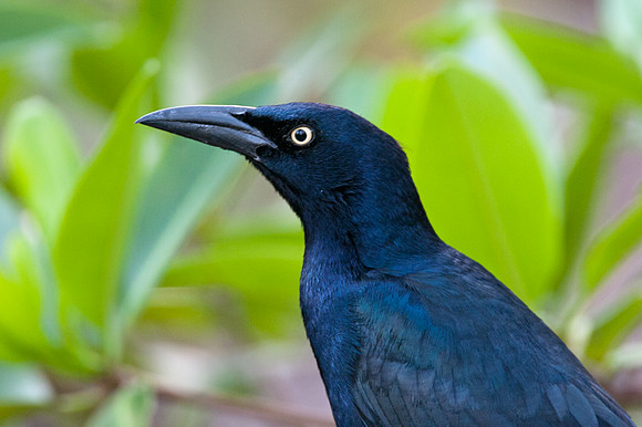 Great-tailed Grackle (Quiscalus mexicanus)