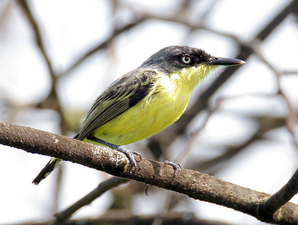 Common Tody-Flycatcher (Todirostrum cinereum) also known as Black-fronted Tody-Flycatcher