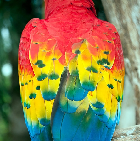 Scarlet Macaw (Ara macao) captive