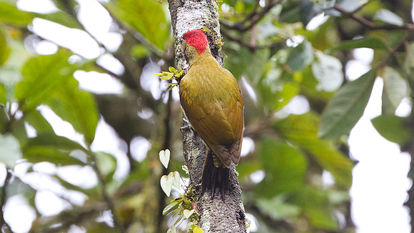 Golden-olive Woodpecker (Colaptes rubiginosus)