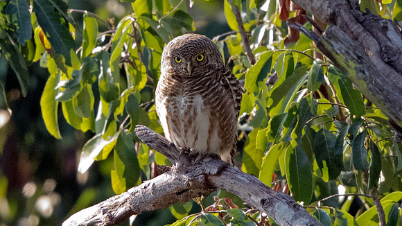 Asian barred owlet (Glaucidium cuculoides)