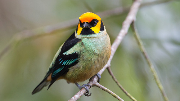 Flame-faced Tanager (Tangara parzudakii)