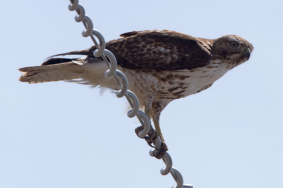 Red-tailed Hawk (Buteo jamaicensis) juvenile