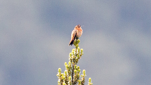 Shining Sunbeam (Aglaeactis cupripennis)