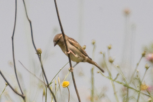 House Sparrow (Passer domesticus) female