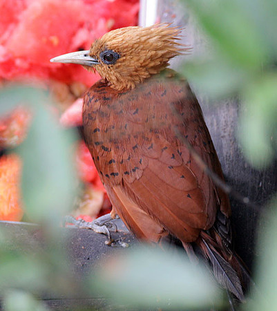 Chestnut-colored Woodpecker (Celeus castaneus)