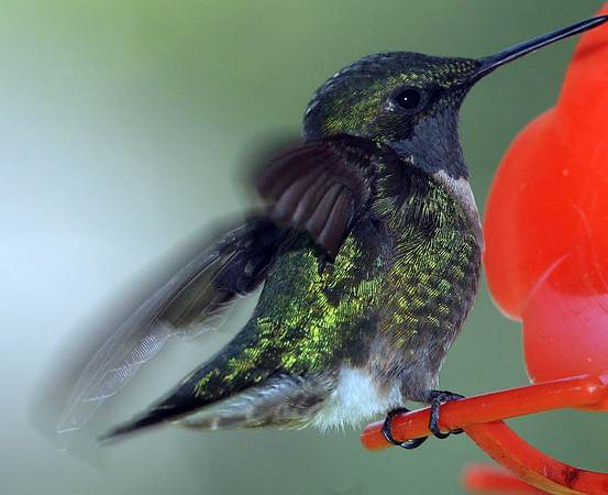 Ruby-throated Hummingbird (Archilochus colubris) male