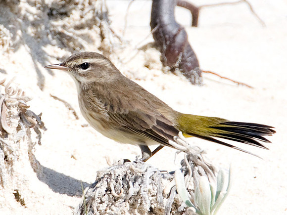 Palm Warbler (Dendroica palmarum)