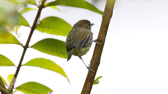 Ochre-breasted Antpitta (Grallaricula flavirostris)