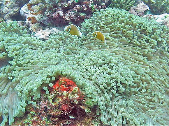 Anemone Fish