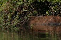 Cow (Bos primigenius)