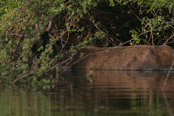 Cow (Bos primigenius)