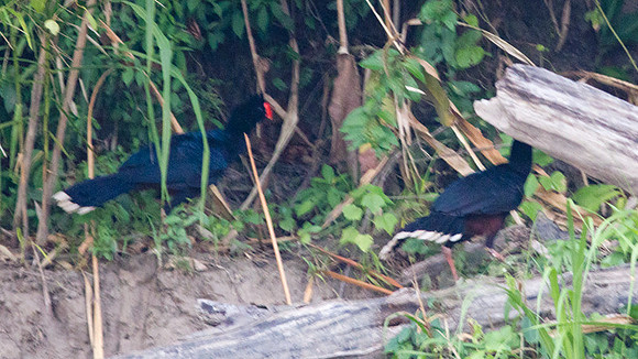 Razor-billed Curassow (Mitu tuberosum)