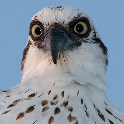 Western Osprey (Pandion haliaetus)