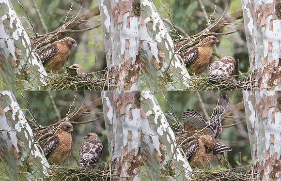 Red-shouldered Hawk (Buteo lineatus) nest duty