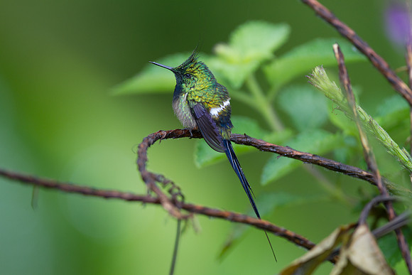 Wire-crested Thorntail (Discosura popelairii)