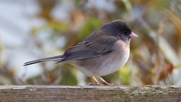 Dark-eyed Junco (Junco hyemalis oreganus)