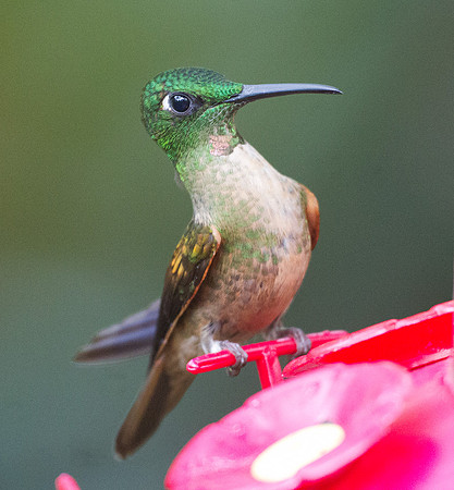 Fawn-breasted Brilliant (Heliodoxa rubinoides)
