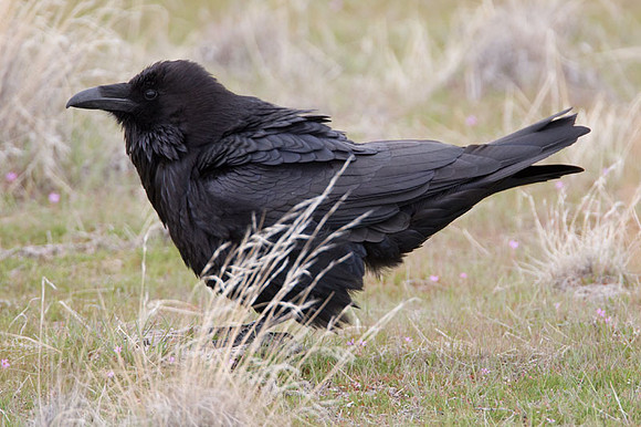 Common Raven (Corvus corax) also known as Northern Raven