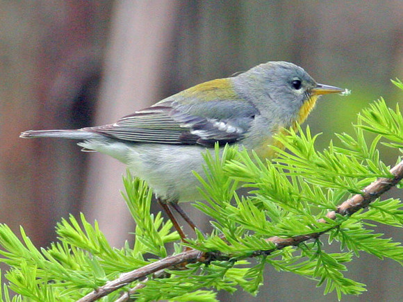 Northern Parula (Parula americana) female