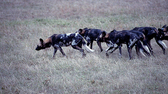 1988 hunting dogs img353
