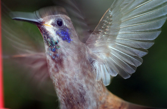Brown Violetear (Colibri delphinae)