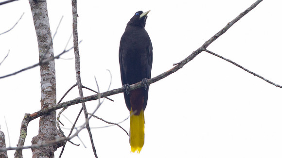 Crested Oropendola (Psarocolius decumanus)
