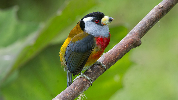 Toucan Barbet (Semnornis ramphastinus)