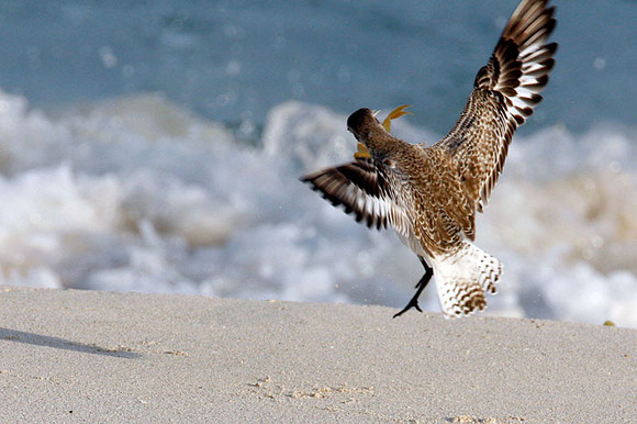 Black Bellied Plover (Pluvialis squatarola) also known as Grey Plover