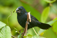 Blue-black Grosbeak (Cyanocompsa cyanoides)