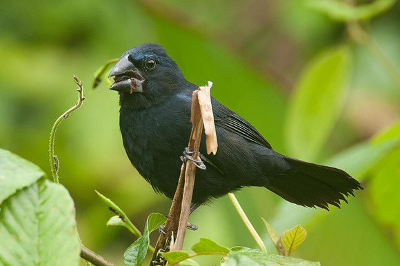 Blue-black Grosbeak (Cyanocompsa cyanoides)