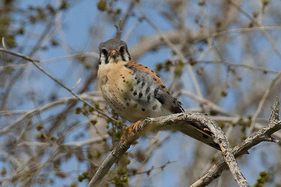 American Kestrel (Falco sparverius) male