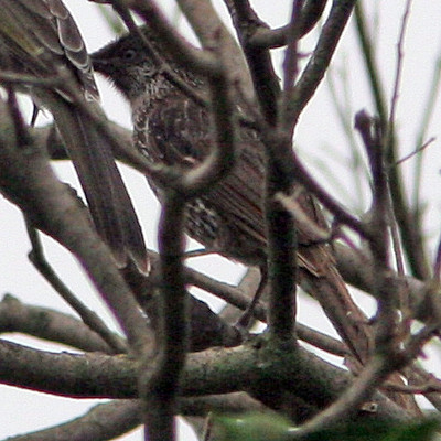 Little Wattlebird (Anthochaera chrysoptera) also known as Brush Wattlebird