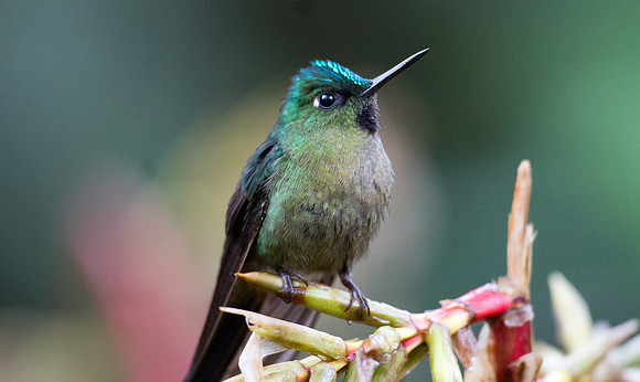 Violet-tailed Sylph (Aglaiocercus coelestis)