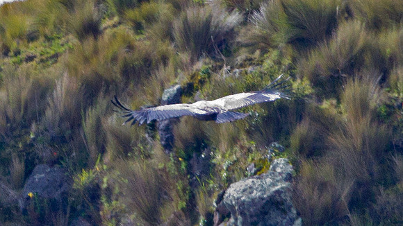 Andean Condor (Vultur gryphus)