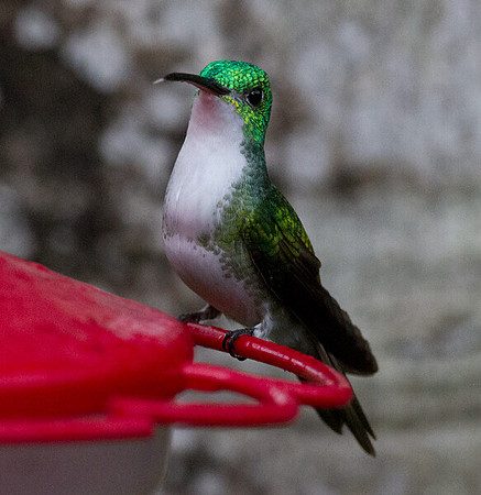 Andean Emerald (Amazilia franciae)