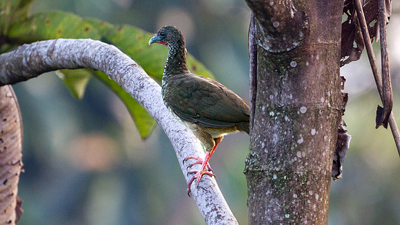 Speckled Chachalaca (Ortalis guttata)