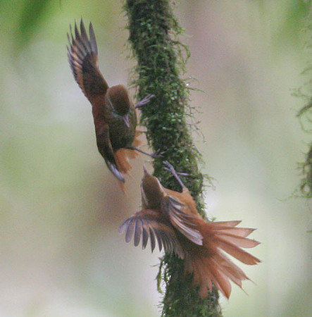 Ruddy Treerunner (Margarornis rubiginosus)
