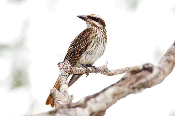 Streaked Flycatcher (Myiodynastes maculatus)