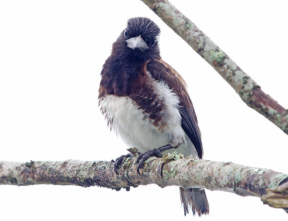 White-eared Barbet (Stactolaema leucotis)