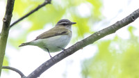 3Q2A0551 copy Red-eyed Vireo