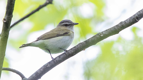 3Q2A0551 copy Red-eyed Vireo