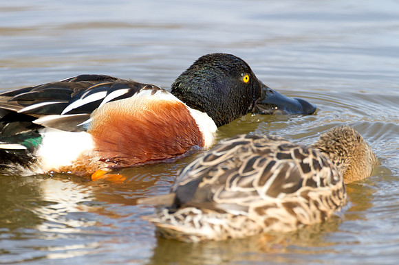 Northern Shoveler (Anas clypeata)