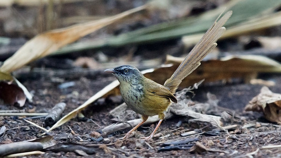 Hill prinia (Prinia superciliaris)
