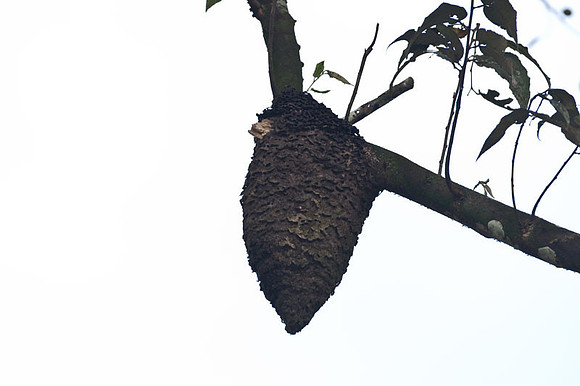 Termite Nest