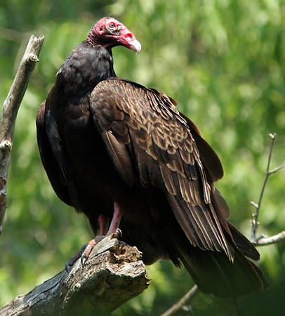 Turkey Vulture (Cathartes aura)