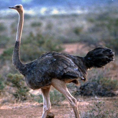 Common Ostrich (Struthio camelus)