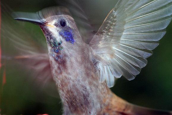 Brown Violetear (Colibri delphinae)